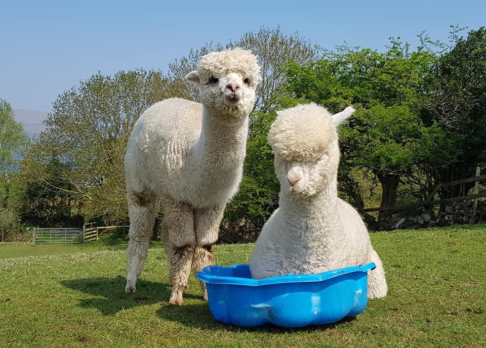 Curraghduff Farm景点图片