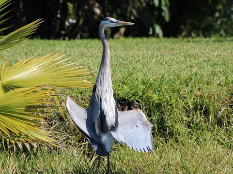Sanibel Island Dolphin Tours-萨尼贝尔岛必去景点
