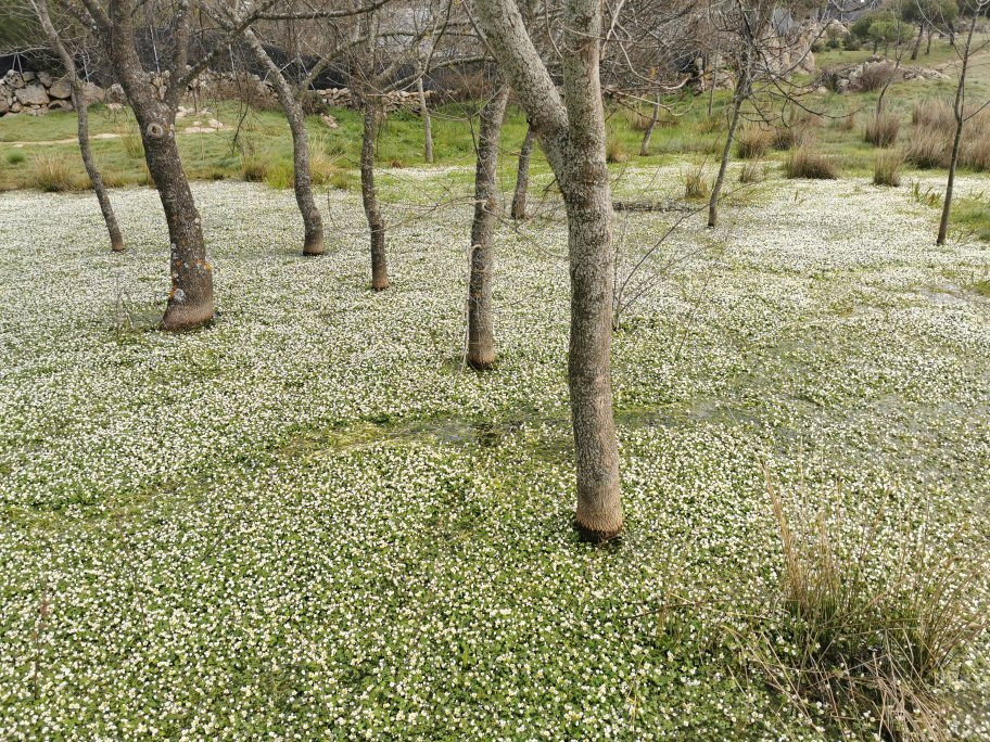 Charca Del Corcel De Colmenarejo-Colmenarejo必去景点