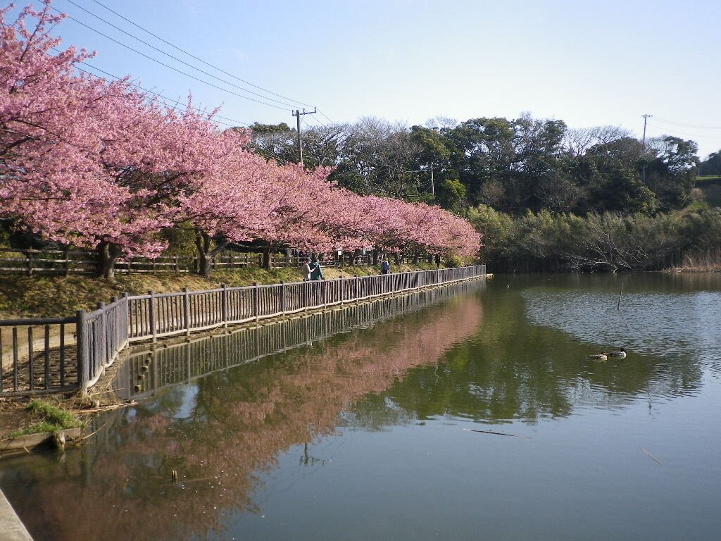 Komatsugaike Park-三浦市必去景点