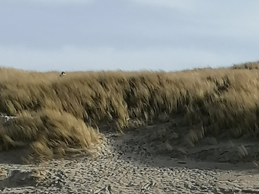 Strand van Castricum景点图片