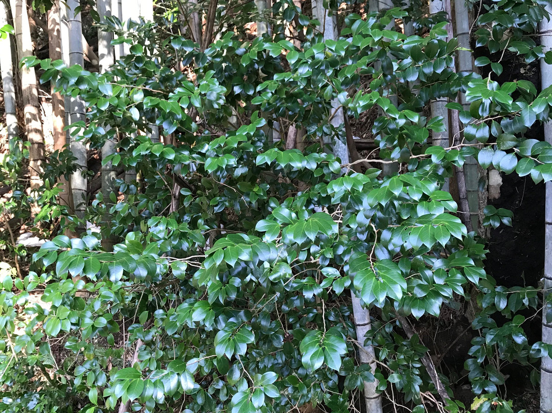 Hongu Izumi Spring-米子市必去景点