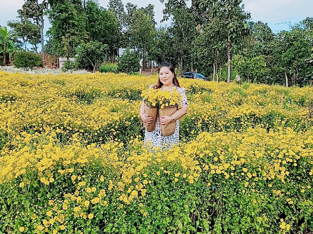 Chrysanthemum flower-沙蒙必去景点