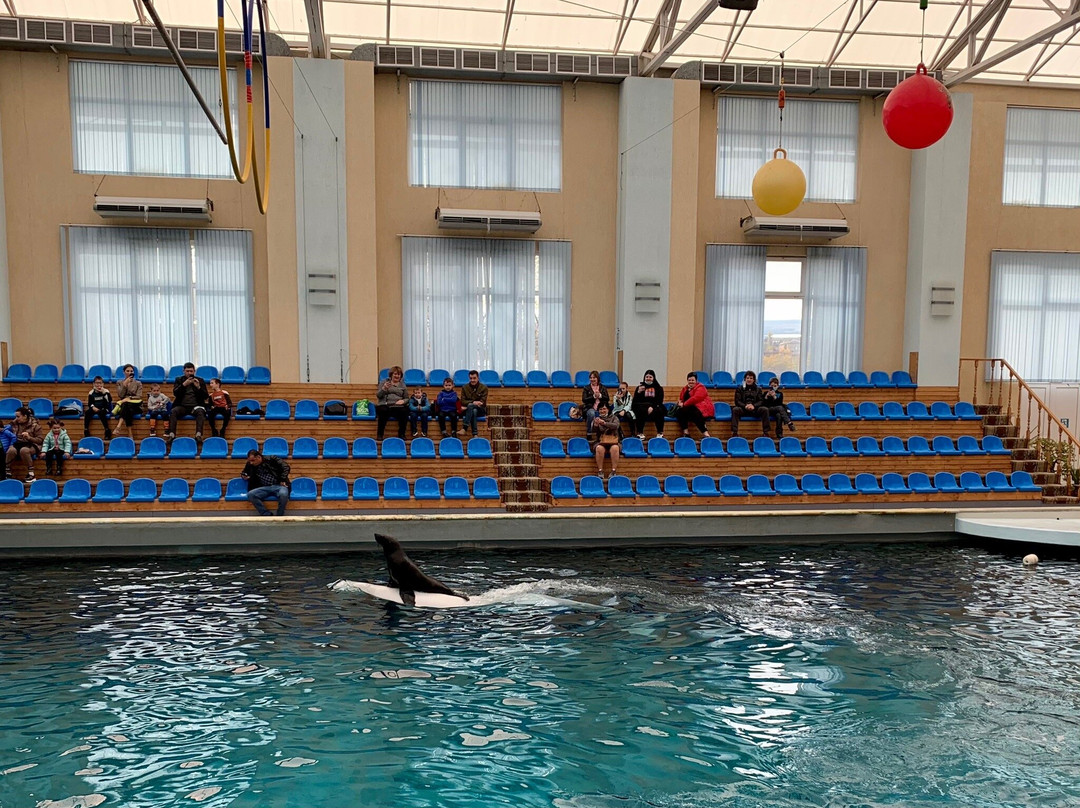 Kislovodsk Dolphinarium景点图片