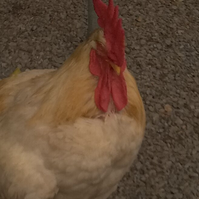 Yabo Tenmangu-国立市必去景点