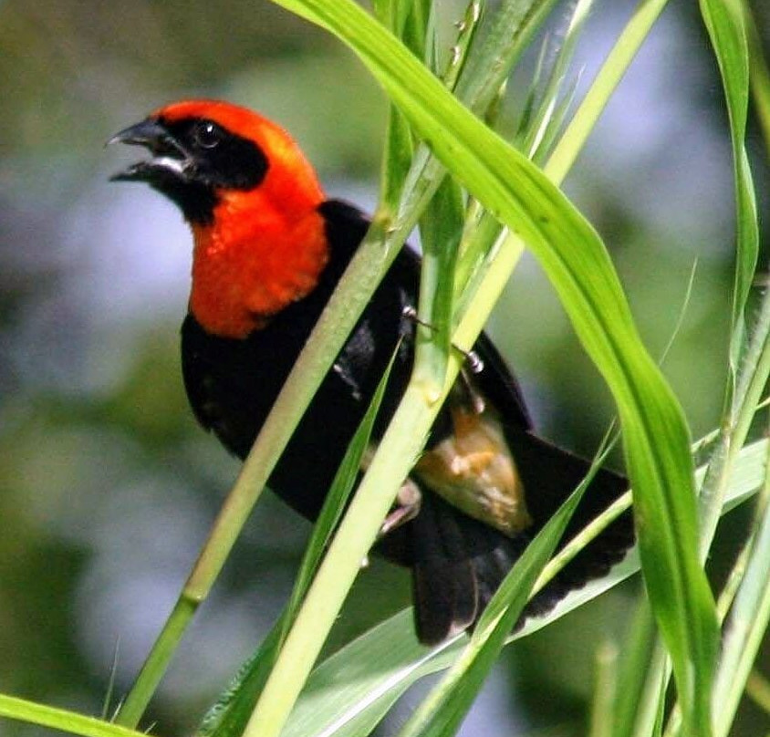 Gambian Bird Guide Ansuman Drammeh -  Best Boy Tours景点图片