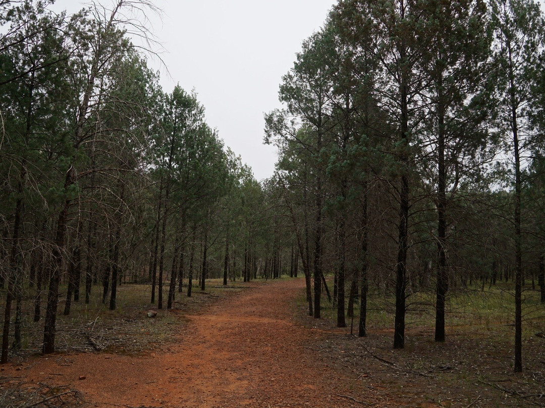 Cocoparra National Park景点图片