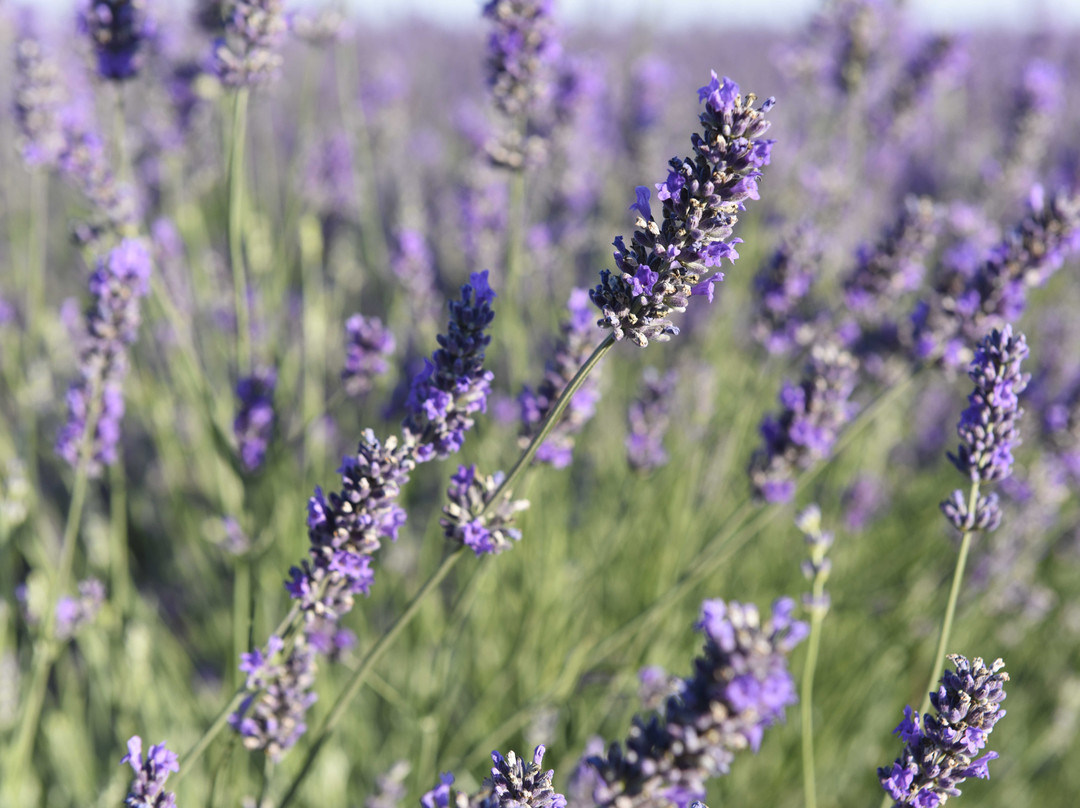 Lavanda Polesana-Porto Tolle必去景点