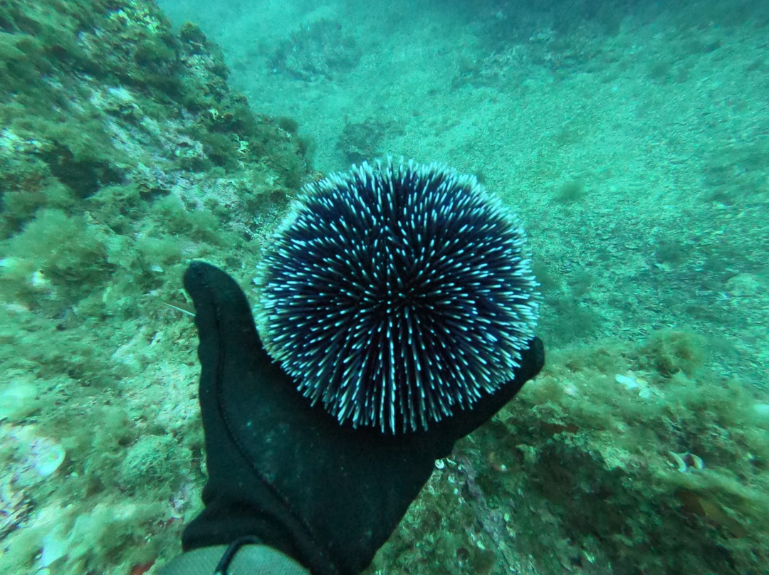 Aloes Plongee-Cerbere必去景点