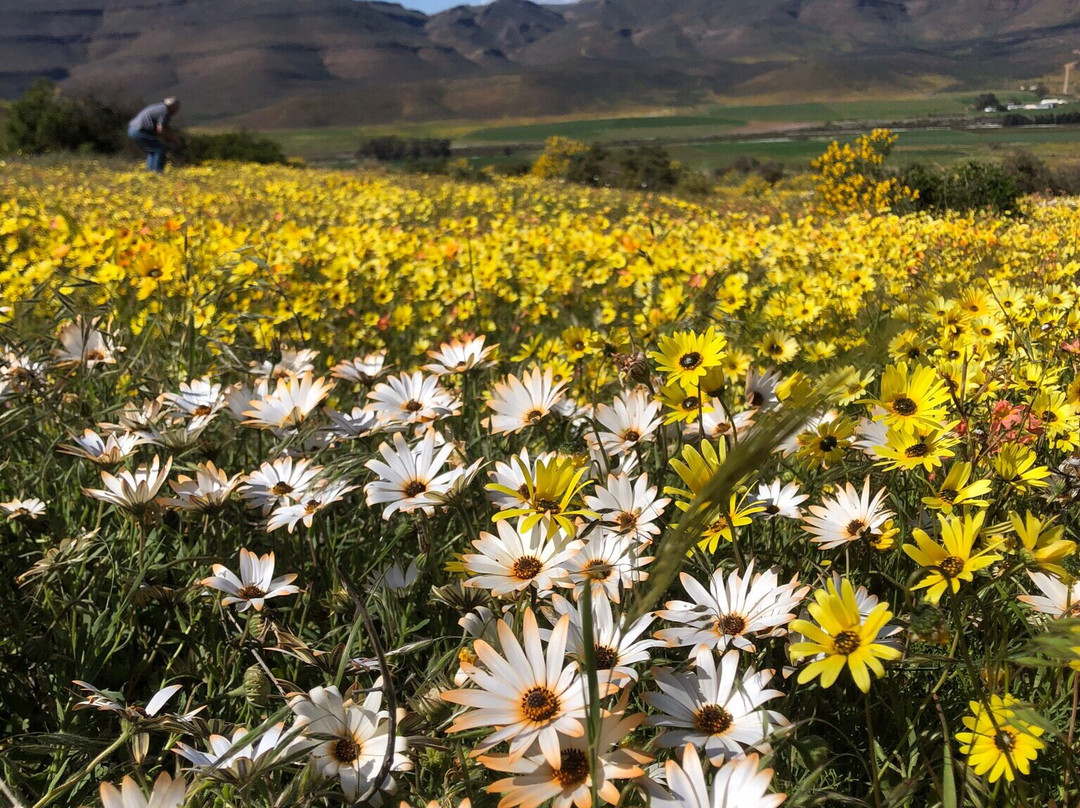 Pakhuis Pass-克兰威廉必去景点