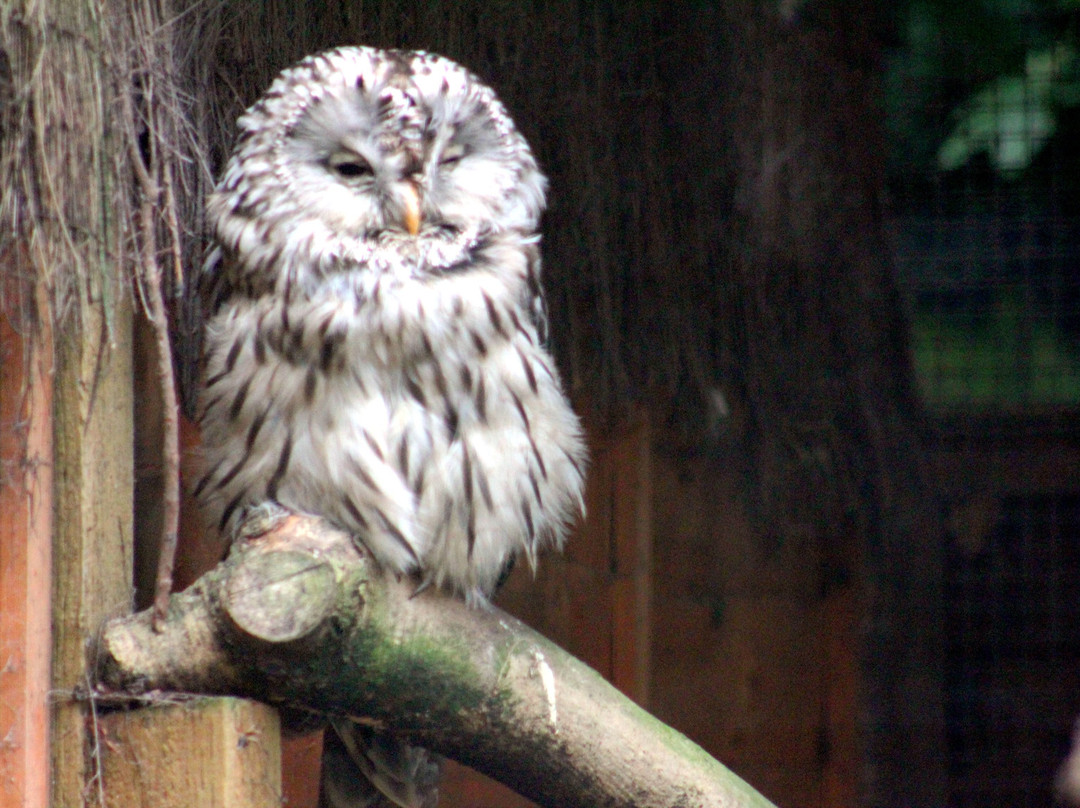 Kirkleatham Owl Center-Redcar必去景点