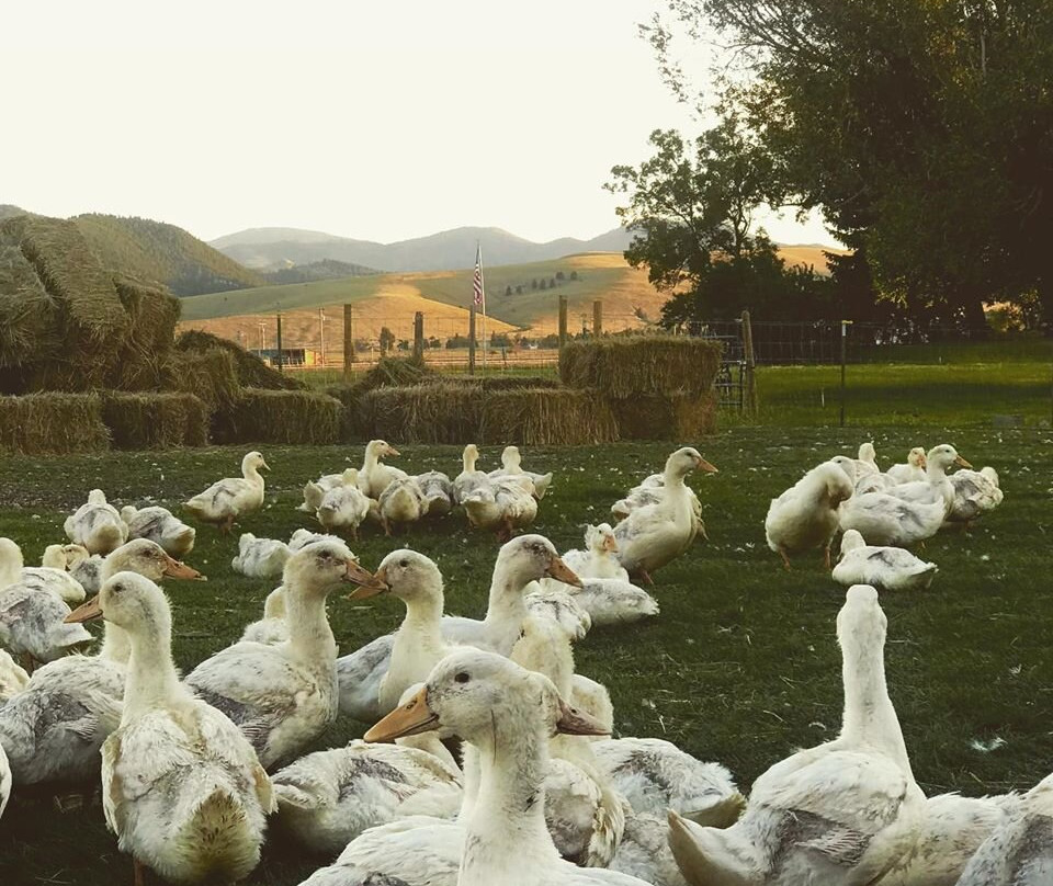 Oddfellow Inn and Farm主图