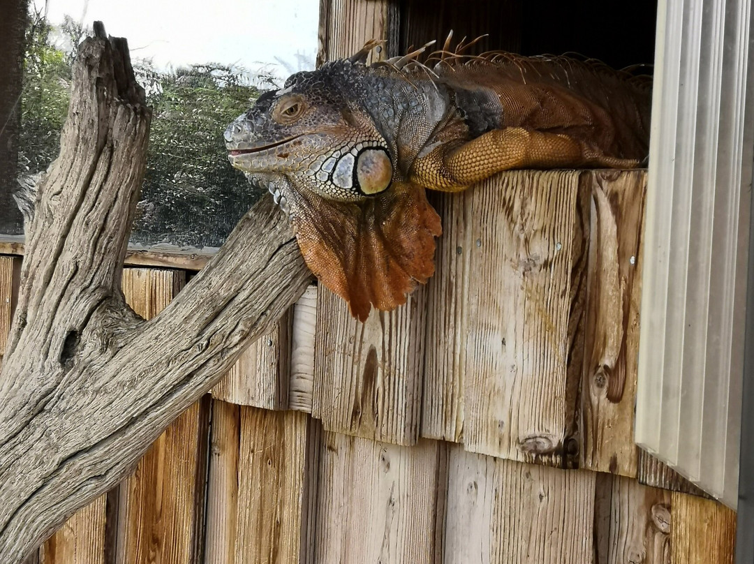 Ferme des Reptiles景点图片