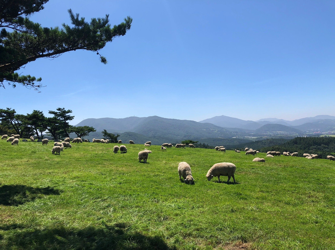 Daegwallyeong Sheep Ranch景点图片