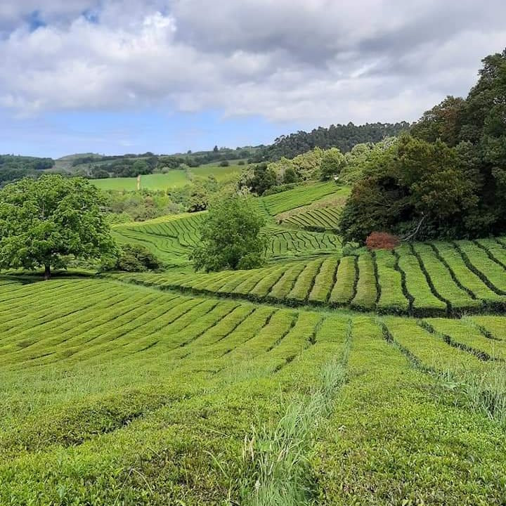 Plantações de Chá Gorreana-Maia必去景点