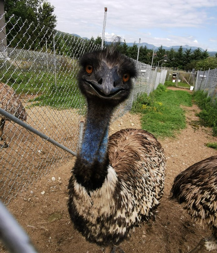Centre de l'Émeu de Charlevoix-Saint Urbain必去景点