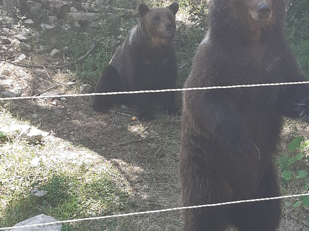 Museo dell’Orso Marsicano景点图片