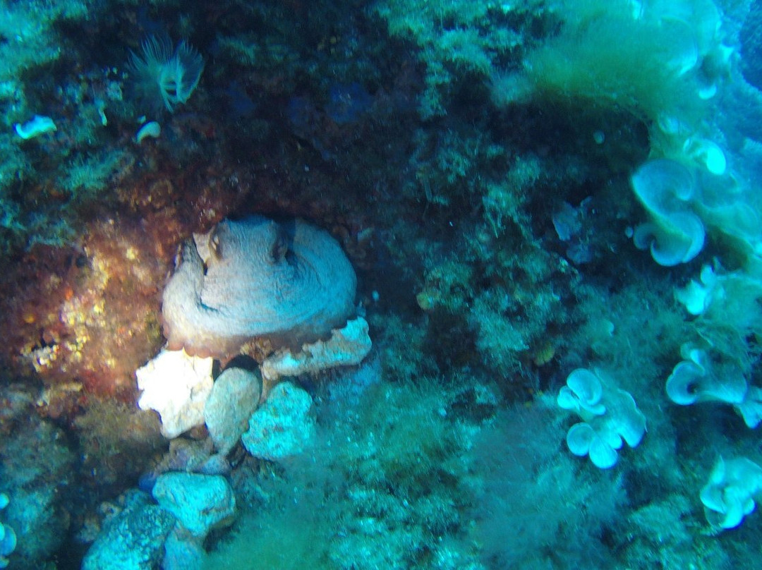 East Coast Divers Mallorca-Portocolom必去景点