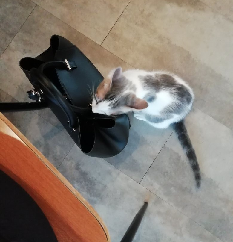 Di cane in gatto-Martignacco必去景点