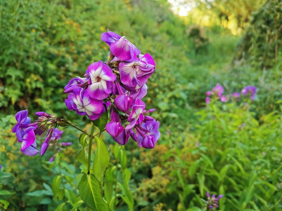 Jardin de Wiltz-Wiltz必去景点