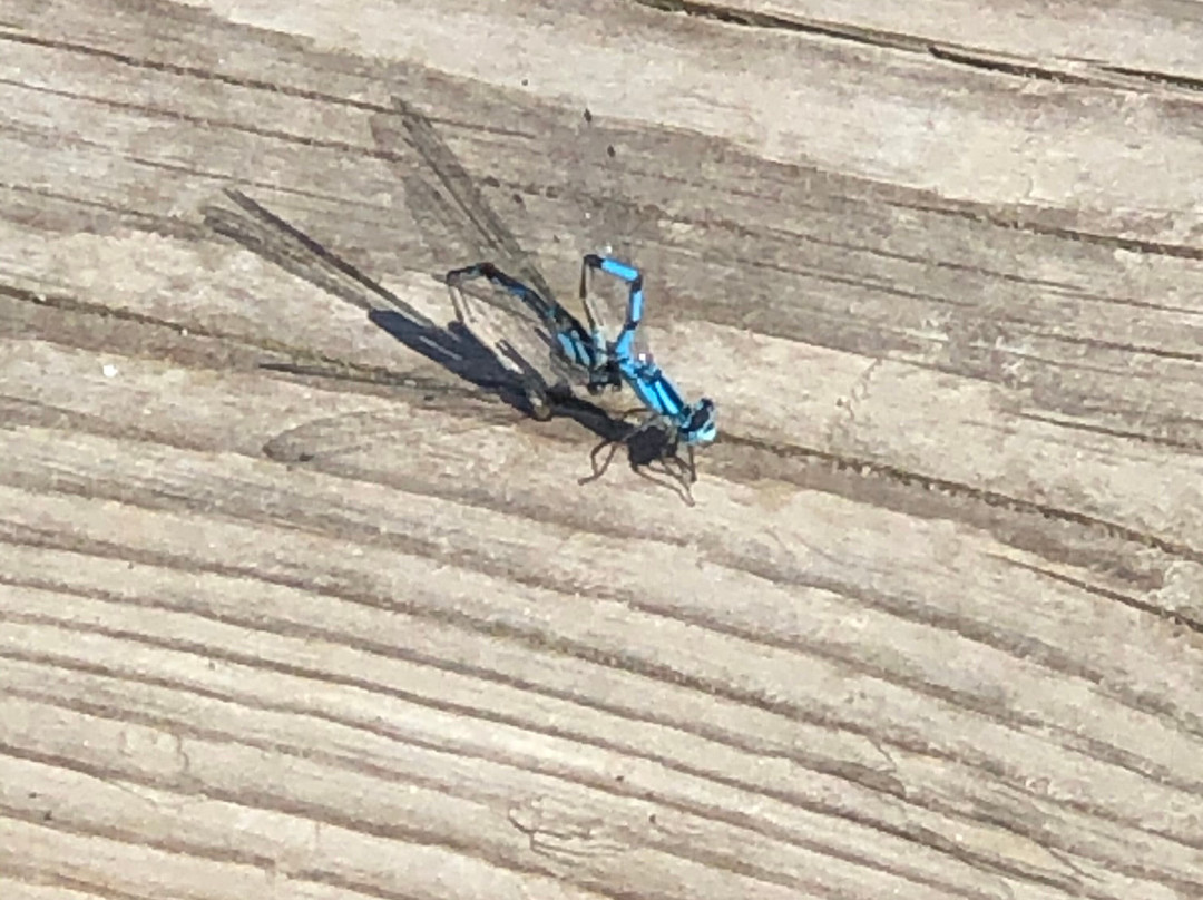 Lazy Daze Resort主图