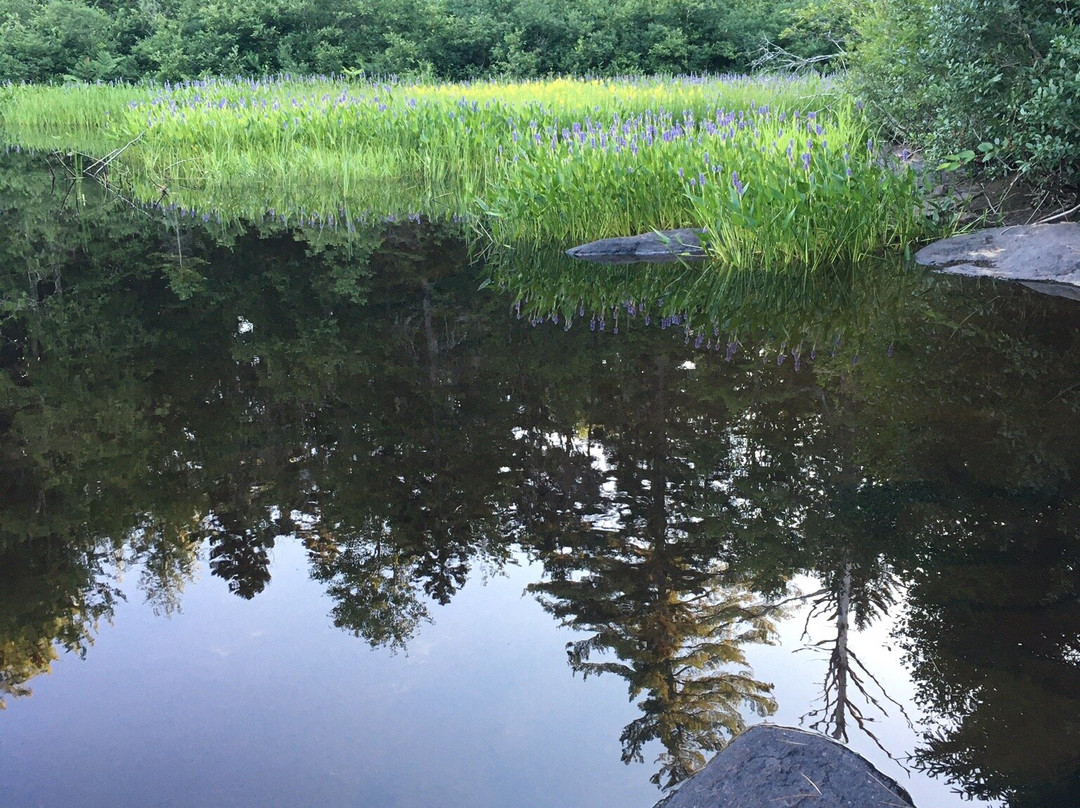 Bog River Falls景点图片