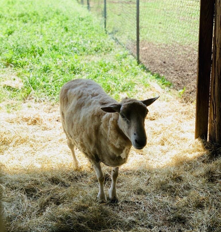 The Little Farm-Goulds必去景点