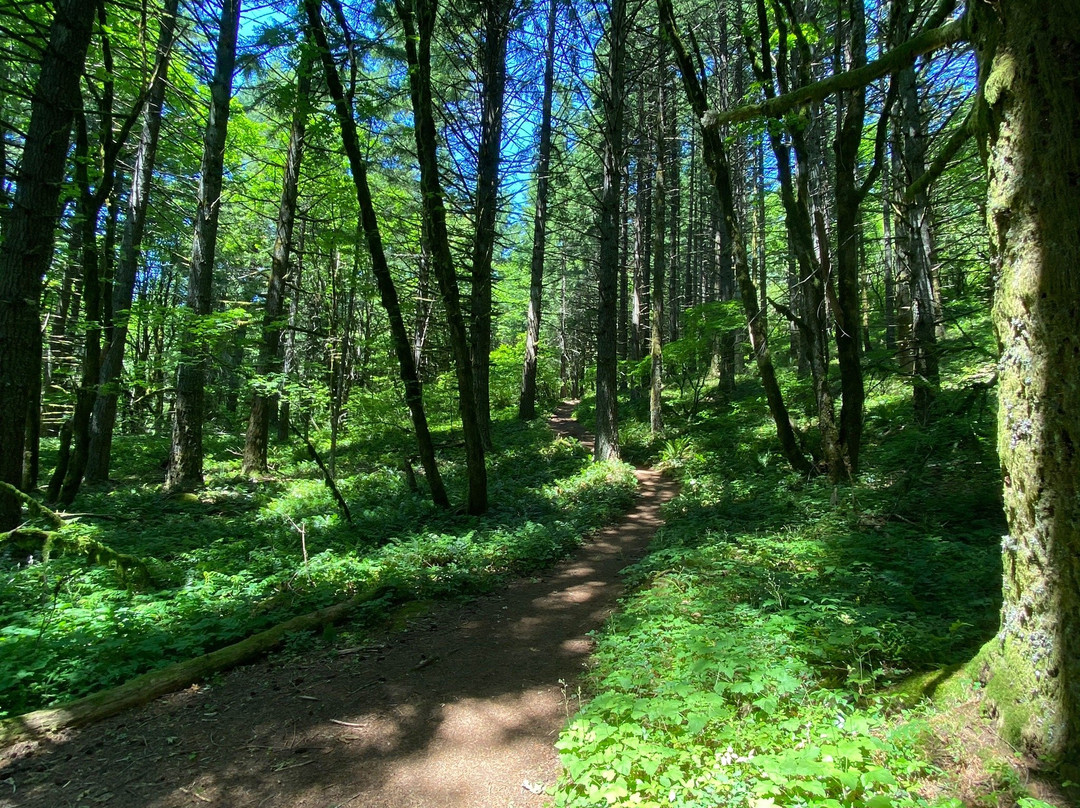 Dog Mountain Trail景点图片