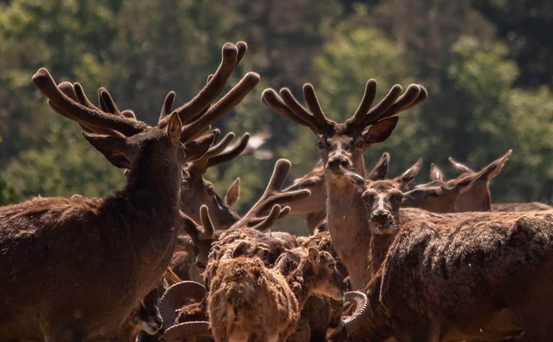 Wild- und Wanderpark景点图片