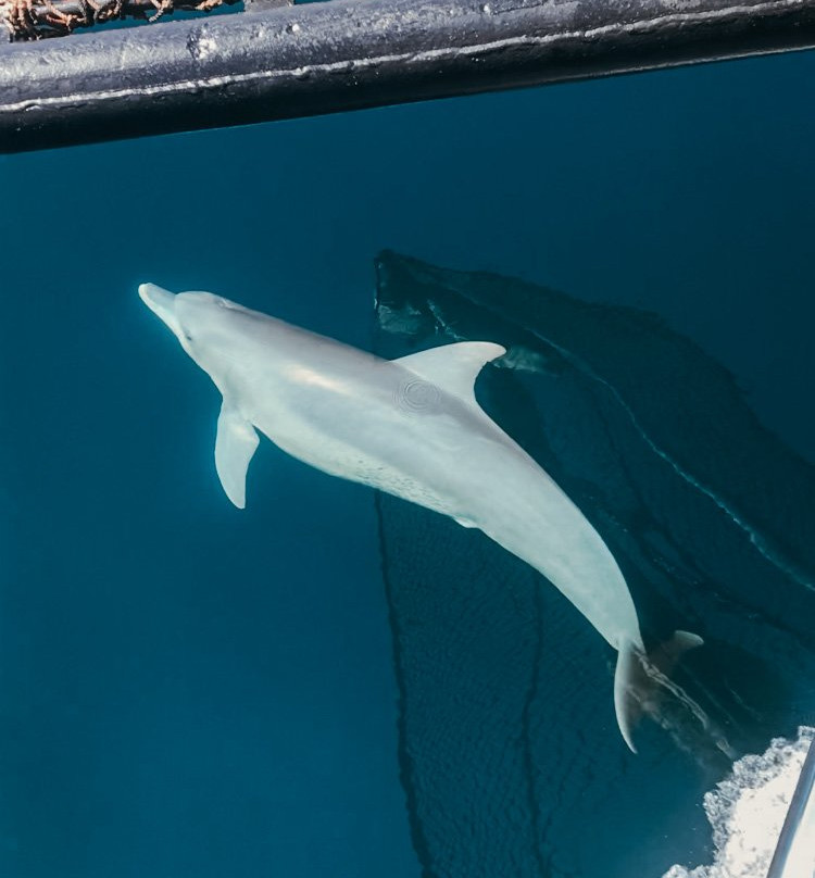 Adelaar Liveaboard-Serangan必去景点