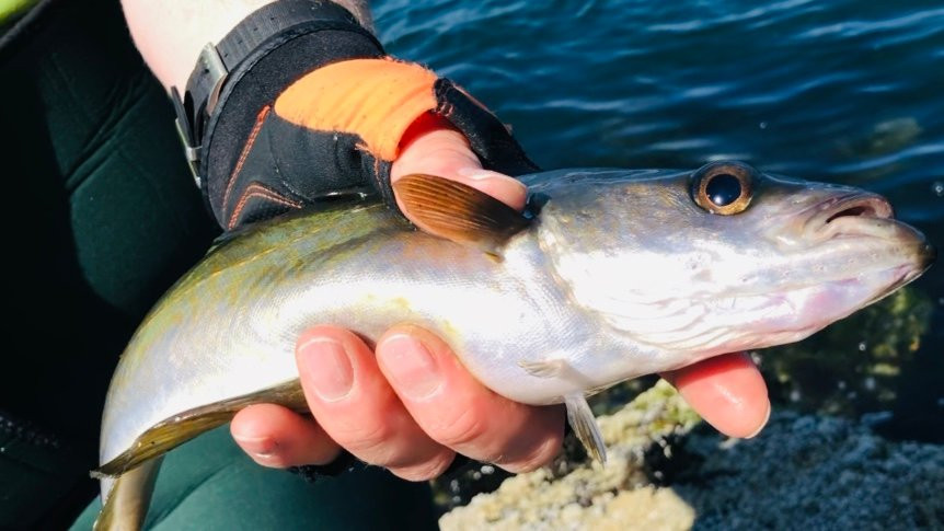 West Coast Fishing景点图片