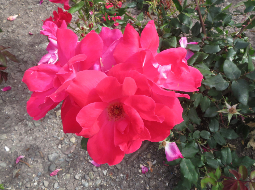 Cardoza Park-米尔皮塔斯必去景点