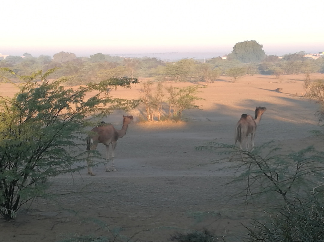 Jaisalmer Camel Safari Day tour景点图片