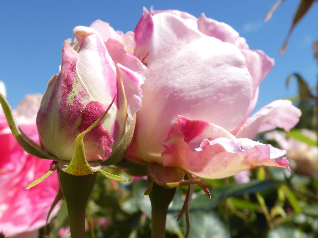 National Rose Garden景点图片