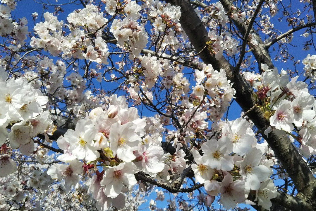 山崎川四季之道-名古屋市必去景点