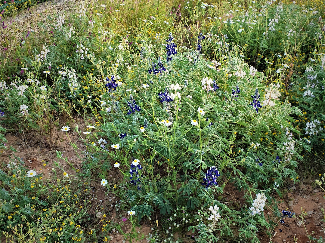 Raanana Park-Ra'anana必去景点