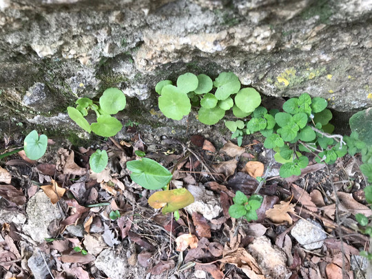 Sentier du Vinaigrier-尼斯必去景点