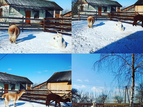 Alpaki Roztocze-Zaburze必去景点