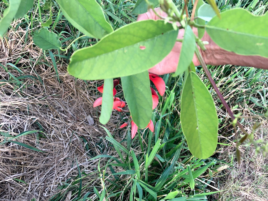 Aguila Grande Fuera del Tiempo Park