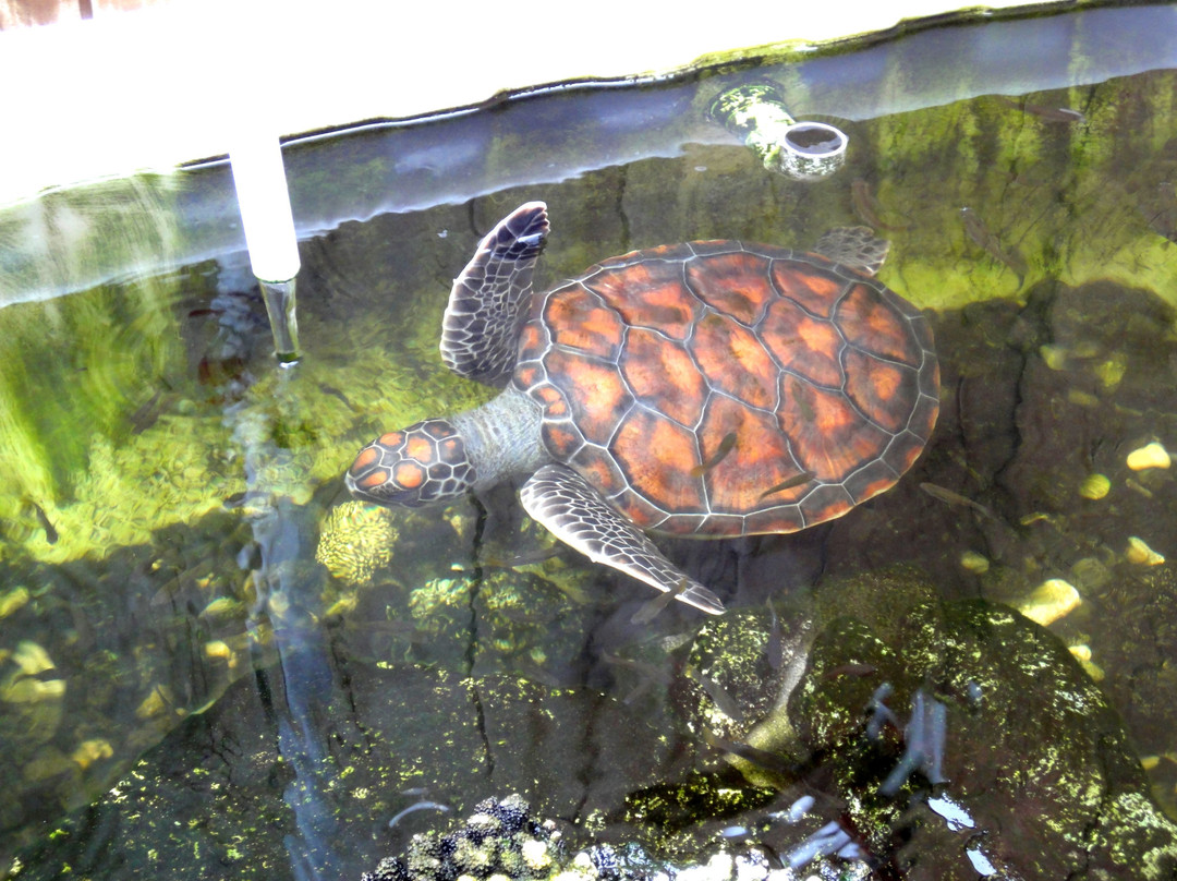 Discover Marine and Wildlife Eco Centre-阿罗朗吉必去景点