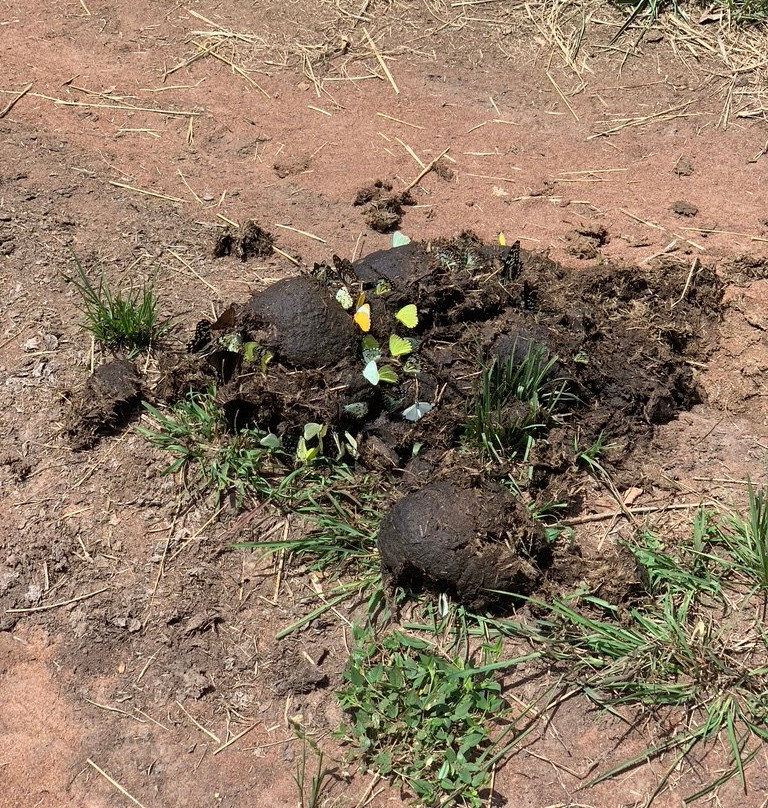 Rhino Fund Uganda-Nakitoma必去景点