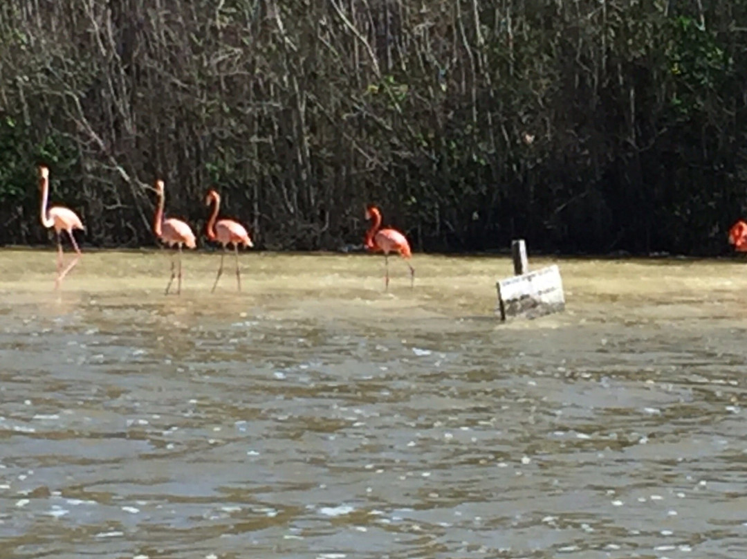 Flamingo Tours-塞莱斯顿必去景点