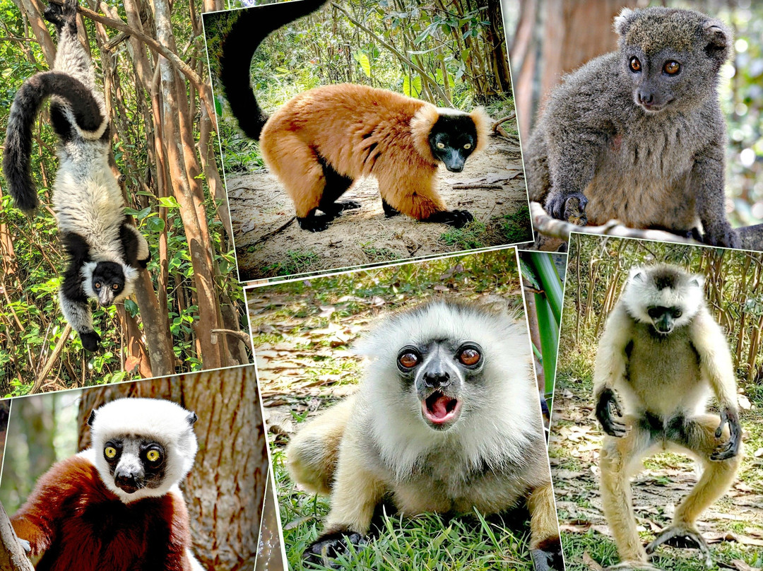 Maki Adventures Madagascar-安塔那那利佛必去景点