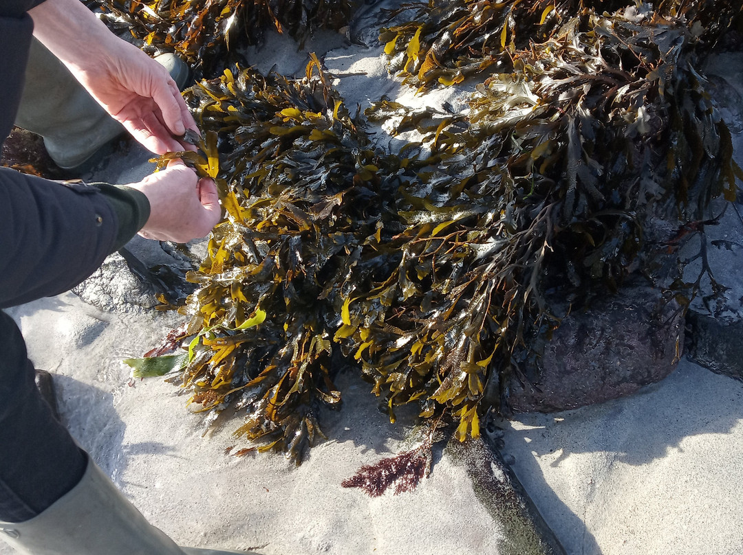 Atlantic Irish Seaweed-Caherdaniel必去景点