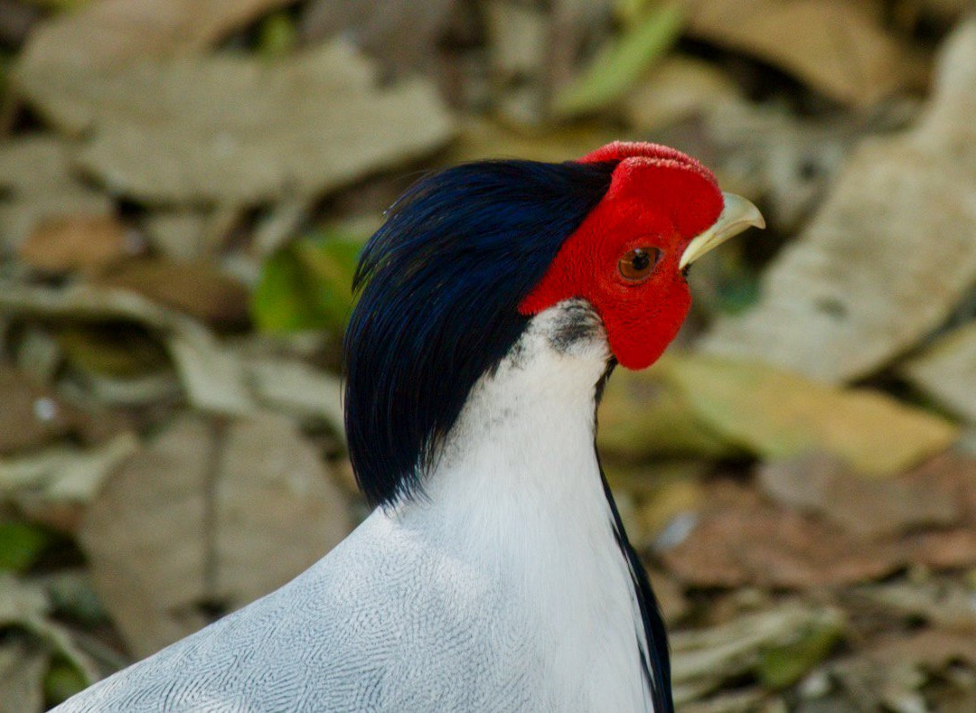 Ecoparc Colima-Colima必去景点