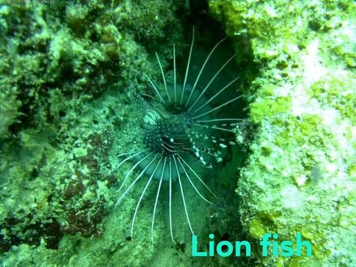 Polaris Beach and Dive Resort主图