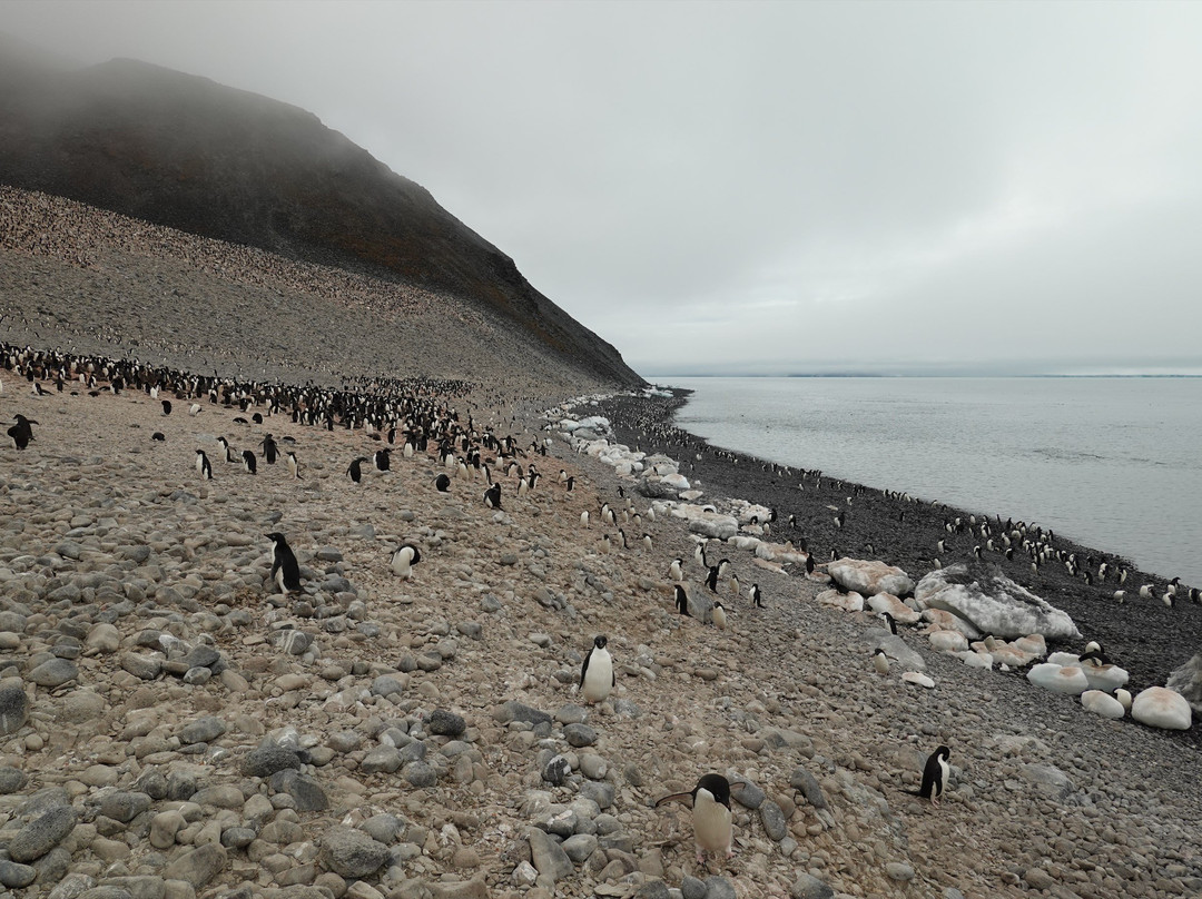 Paulet Island-Antarctic Peninsula必去景点