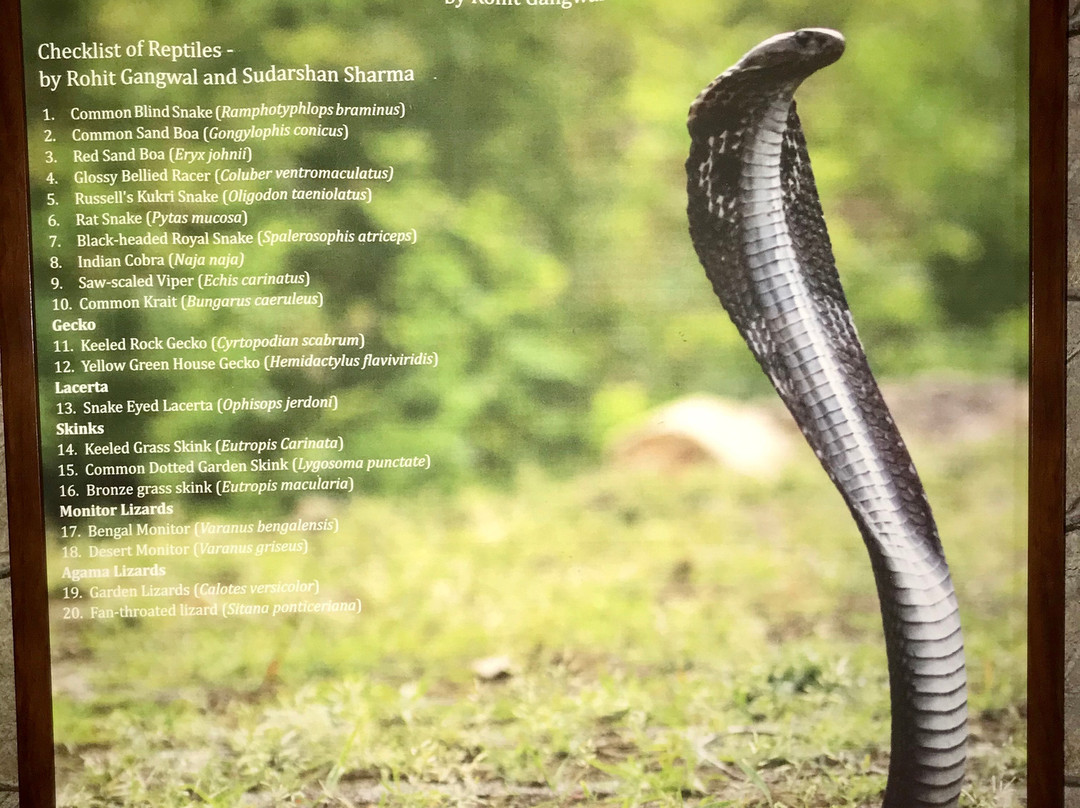 Jhalana Leopard Safari Park-斋蒲尔必去景点