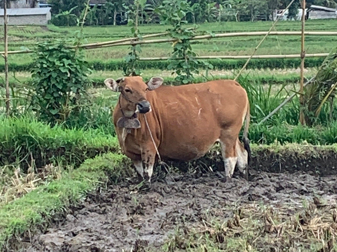 Bali Paradise Cycling Tours-佩艳艮必去景点