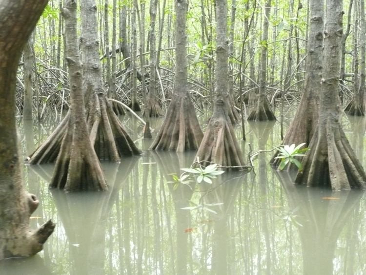 Mangrove Boat Tour景点图片